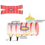 Vector illustration of myocardiocyte