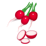 Radishes vector image