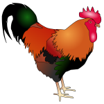 Cockerel