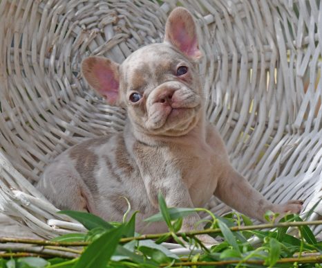 French Bulldog Puppy for Sale New Shade Isabella Tan Merle - Ladi Javelin