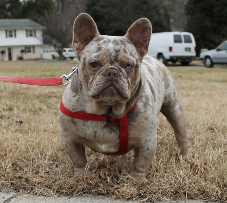 French Bulldog Puppy for Sale New Shade Isabella Tan Merle - Ladi Javelin