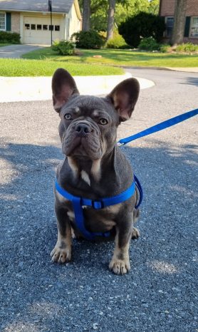 French Bulldog Puppy for Sale New Shade Isabella Tan Merle - Ladi Javelin