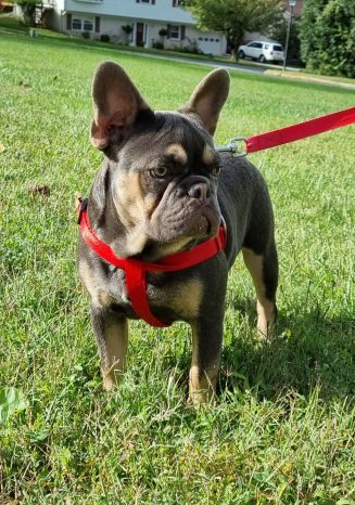 French Bulldog Puppy for Sale Lilac Tan - Lucky