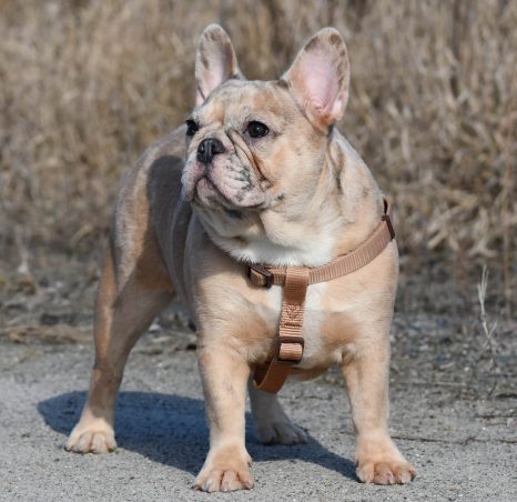 French Bulldog Puppy for Sale Lilac Tan - Lucky