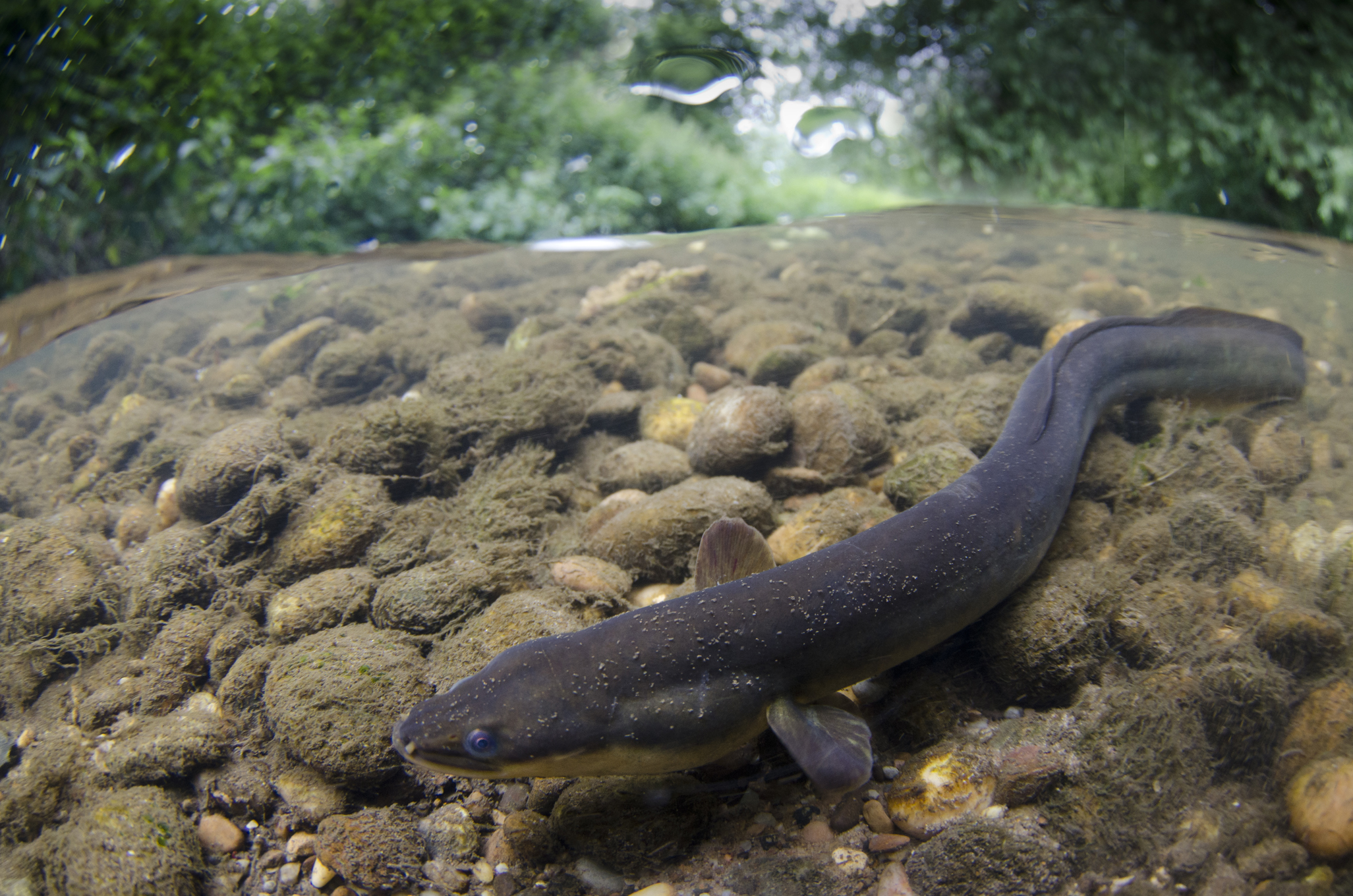 Vote for your favourite National Fish - Freshwater Habitats