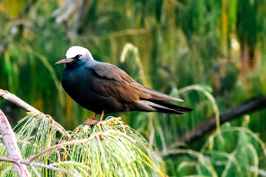 Lady Elliot Island, Australia