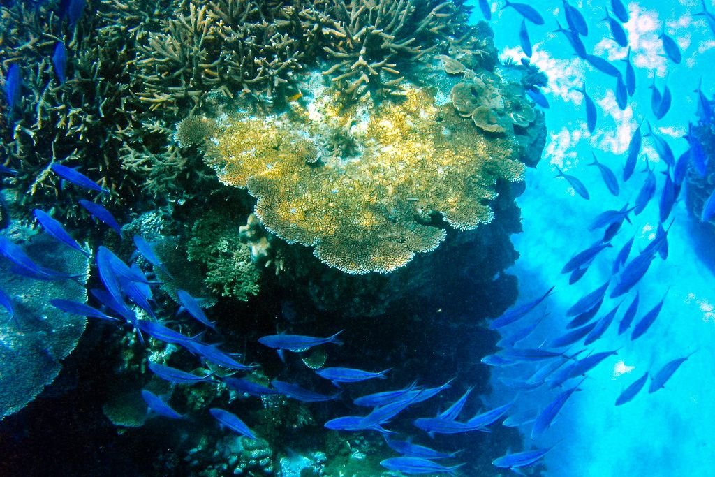 Lady Elliot Island, Australia