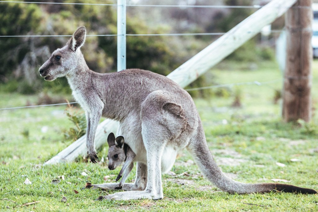 kangaroo sapphire coast