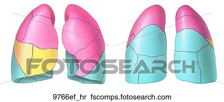 Stock Illustration of Bronchopulmonary Segments Unlabeled 9766ef_hr ...