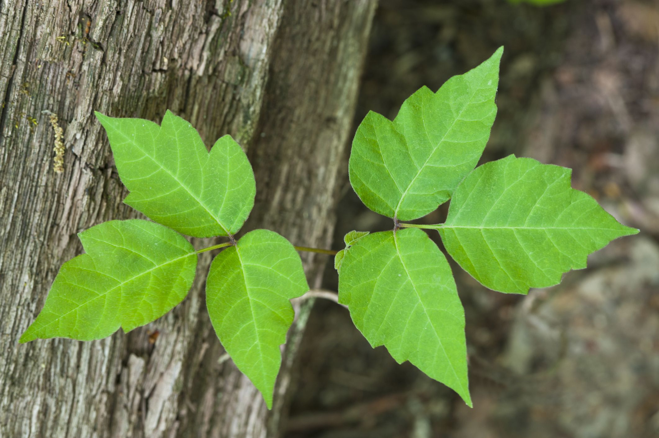 Tips for Removing Poison Ivy