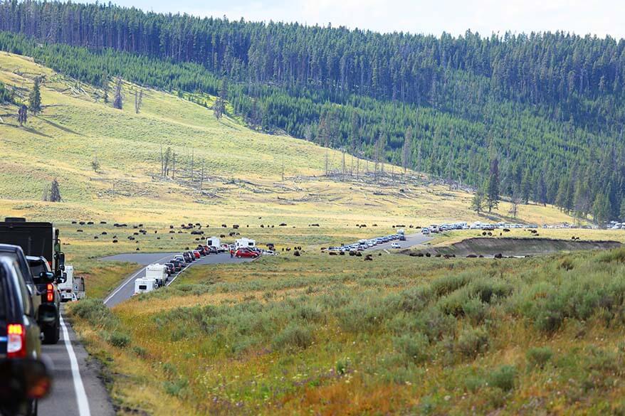 Bison jam in Hayden Valley