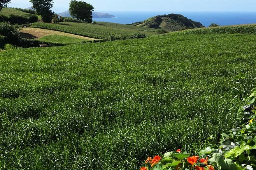 Gorreana Tea Plantation - one of the best places to visit in Sao Miguel