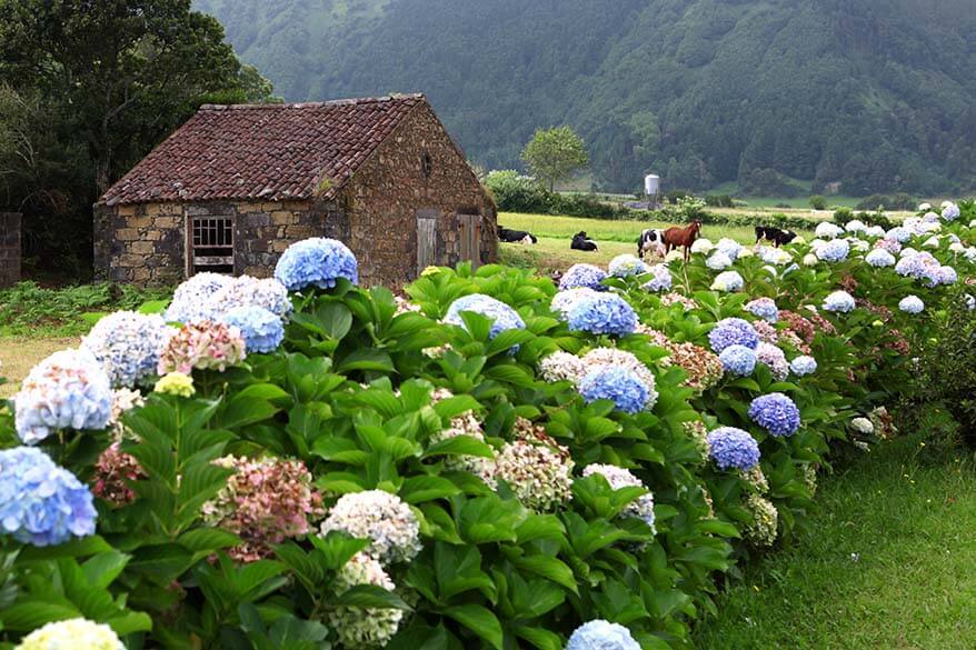 Hydrangeas on Sao Miguel Island in the Azores