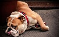 Funny Bull Dog 13 Hd Wallpaper