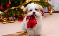 Funny Christmas Dogs 25 Hd Wallpaper