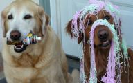 Funny Christmas Dogs 7 Cool Hd Wallpaper