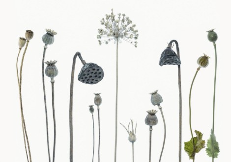 Image de Seed heads