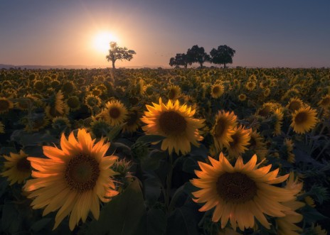 Image de Sunflower field