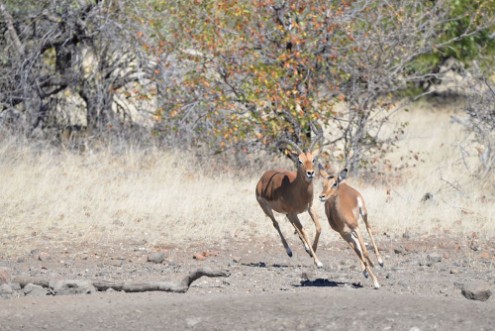 Picture of Impala