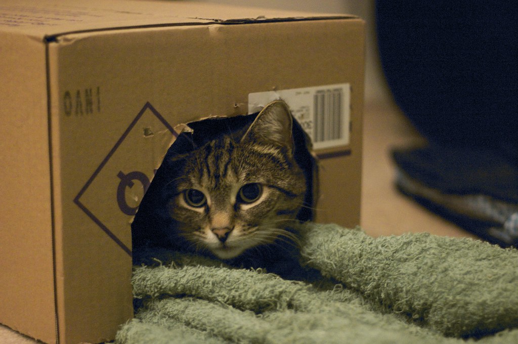 Cualquiera que tenga un gato sabe que regalarle una caja de cartón le puede hacer feliz.