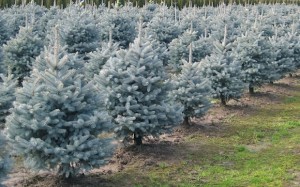 Baby Blue Spruce