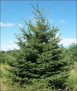 Black Hills Spruce