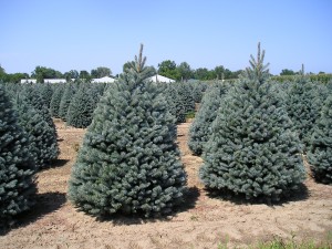 Fat Albert Blue Spruce