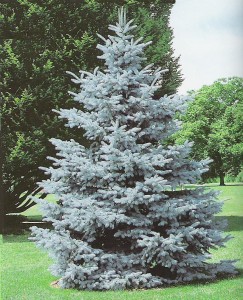 Hoopsii Blue Spruce