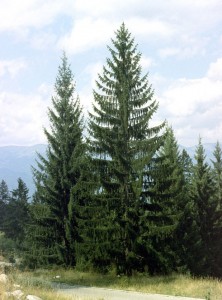 Norway Spruce