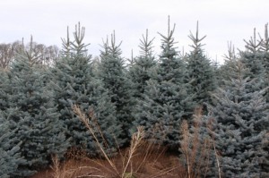 Baby Blue Eyes Spruce