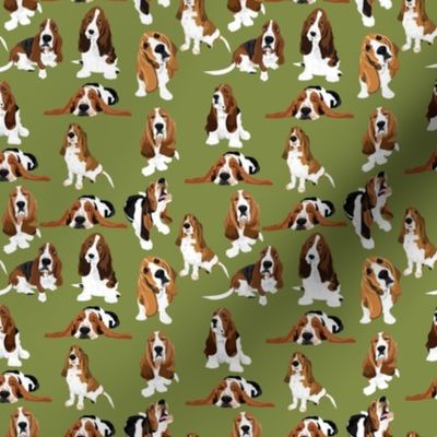 basset-olive