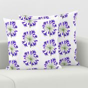 Summer Agapanthus Blooms - Sapphire Indigo on white, large 