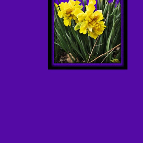 0351_daffodils_purple