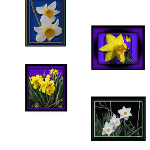 0354_daffodils_3000x3000