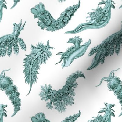 Ernst Haeckel Aqua Nudibranch on White