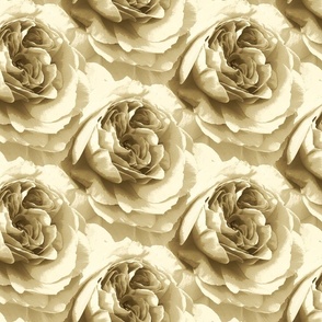 Caramel Roses