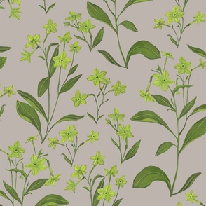 Nicotiana Lime - Grey