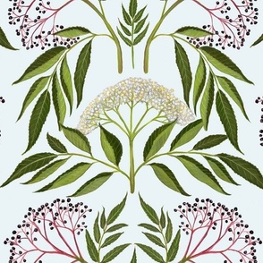 Elderberry