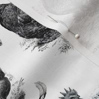 Poultry Envy White Black Toile 