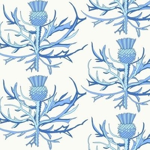 Scottish Garden Thistle, Blue