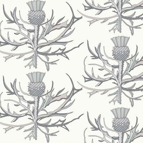 Scottish Garden Thistle, Cream  Grey