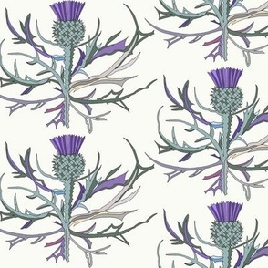 Scottish Garden Thistle, Cream