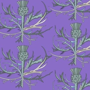 Scottish Garden Thistle, Purple