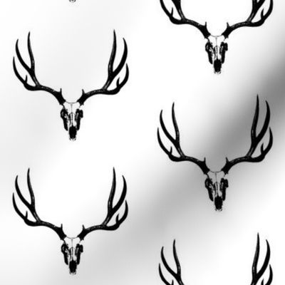 Deer Skulls // Large