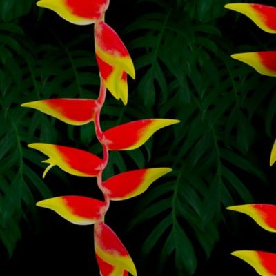 Heliconia Aloha 