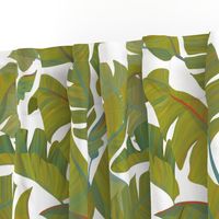 Banana Leaves white background