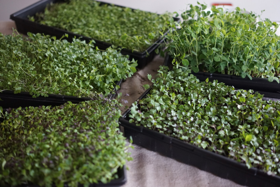 microgreens