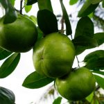 black sapote