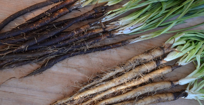 Salsify roots with long, slender, beige bodies and wispy tops, emphasizing their unique texture and form.