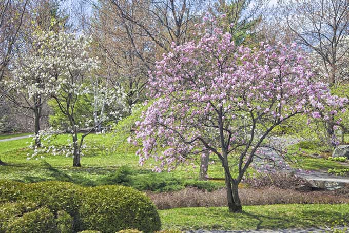 Magonolias blooming in early spring.